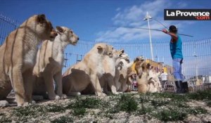 Marseille : dans les coulisses du nouveau numéro des lions du cirque Pinder