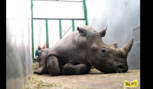 Rhinocéros tué dans un zoo, une première en Europe