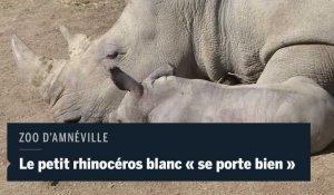 Ce rhinocéros blanc est né à Amnéville, le jour de la mort de celui de Thoiry