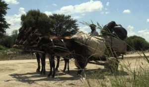 En Afrique du Sud, les braconniers s'en prennent aux ânes
