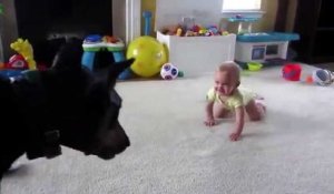 Ce chien fait éclater de rire un petit bébé !
