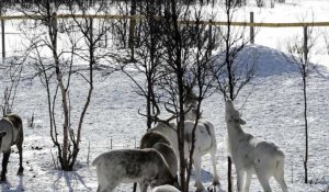 Au nord de la Norvège, la police des rennes fait régner l'ordre
