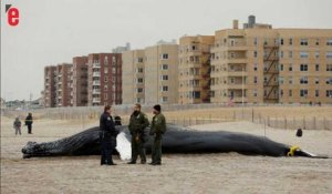 Une baleine s'échoue sur une plage new-yorkaise