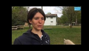 Le Maine Libre - Elevage de chèvres Mohair à Roëzé sur Sarthe