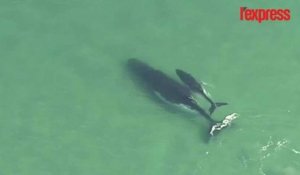 Australie: un baleineau tente de sauver sa mère échouée sur le sable