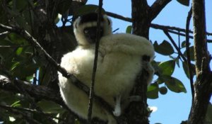 Madagascar: un sanctuaire privé pour les lémuriens menacés