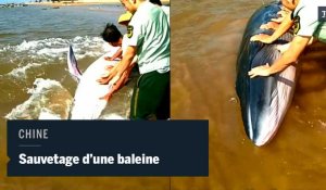 Sauvetage d'une baleine échouée sur une plage chinoise