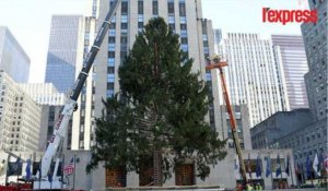 À New York, le gigantesque sapin de Noël est déjà installé
