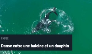 Un drone filme le ballet aquatique d'une baleine et d'un dauphin