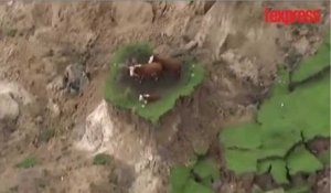 Nouvelle-Zélande: trois vaches survivent miraculeusement au séisme