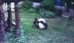 Happé par un panda... pour impressionner sa petite amie