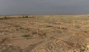 Au Maroc, les oasis toujours plus menacées par le désert