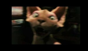 Comme chiens et chats - La revanche de Kitty Galore Bande-annonce 1