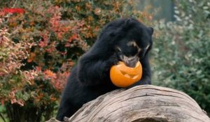 Dans les zoos du monde entier, les animaux aussi fêtent Halloween