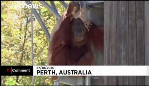 L'orang-outang Puan du zoo de Perth devient le plus vieux du monde