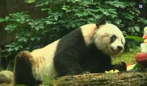 Le plus vieux panda au monde en captivité est mort à Hong Kong