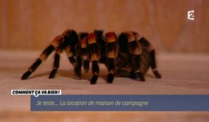 Stéphane Plaza terrorisé par une mygale ! - ZAPPING TÉLÉ DU 07/04/2016