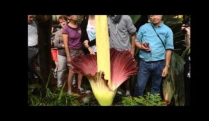 Nantes : le Pénis de Titan a éclos au jardin des plantes
