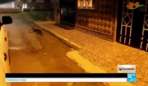 "Barbare, immoral" : Une opération d'abattage de chiens prend des allures de "massacre" au Maroc