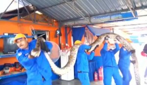 Le plus grand serpent du monde découvert en Malaisie ?