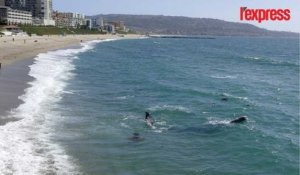 Une baleine grise s'aventure au bord d'une plage en Californie