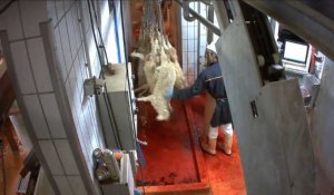 Vidéo de maltraitances dans un abattoir basque