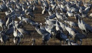 Israël: des grues cendrées envahissent le lac de Houla