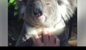 Ce koala savoure les papouilles, et c'est trop mignon !
