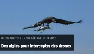 L'armée acquiert des aigles pour chasser les drones