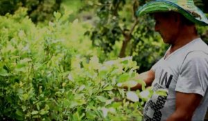 Colombie: futur sans les FARC, les cultivateurs de coca inquiets