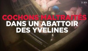 Des actes de maltraitance sur des cochons dans un abattoir 