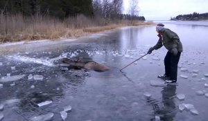 Les images du sauvetage d'un élan pris au piège dans la glace
