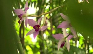 Les orchidées à l'honneur au Jardin des Plantes de Paris