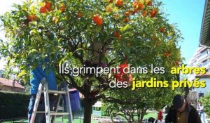 Et si des cueilleurs solidaires venaient ramasser le trop plein de fruits de votre jardin?