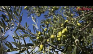 Alerte à la bactérie tueuse d’oliviers en Espagne 