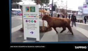 Une vache s'échappe du Salon de l'agriculture (vidéo)