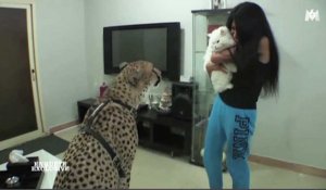 Le zapping du 21/09 : Koweït : des fauves comme animaux de compagnie