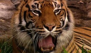 Nouvelle-Zélande: le tigre meurtrier ne sera pas abattu