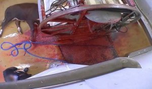 La vidéo choquante de l'abattoir municipal d'Alès