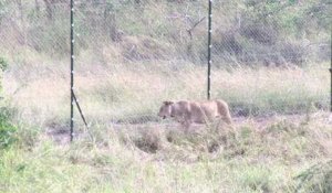 Le lion fait son grand retour au Rwanda