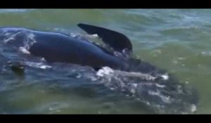 Plus de 200 baleines échouées en Nouvelle-Zélande