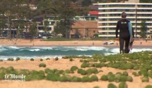 Des mystérieuses boules vertes sur une plage australienne