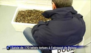 Saisie exceptionnelle de tortues à Roissy