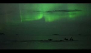 Des baleines à bosse dansent sous une aurore boréale