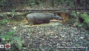 Des rhinocéros de Sumatra filmés à Bornéo suscitent l'espoir