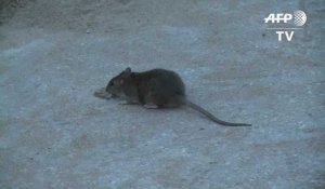 Après les inondations, des rats par dizaines sur les plages