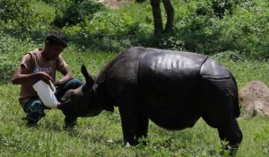 L'Inde peine à protéger ses rhinocéros face aux braconniers