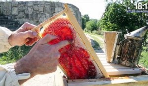 Luberon : du sirop à la place du miel dans les ruches