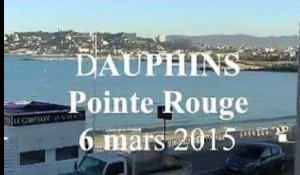 Marseille : des dauphins à la Pointe-Rouge