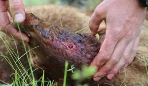 Dix brebis égorgées dans les Alpes, un éleveur accuse le loup